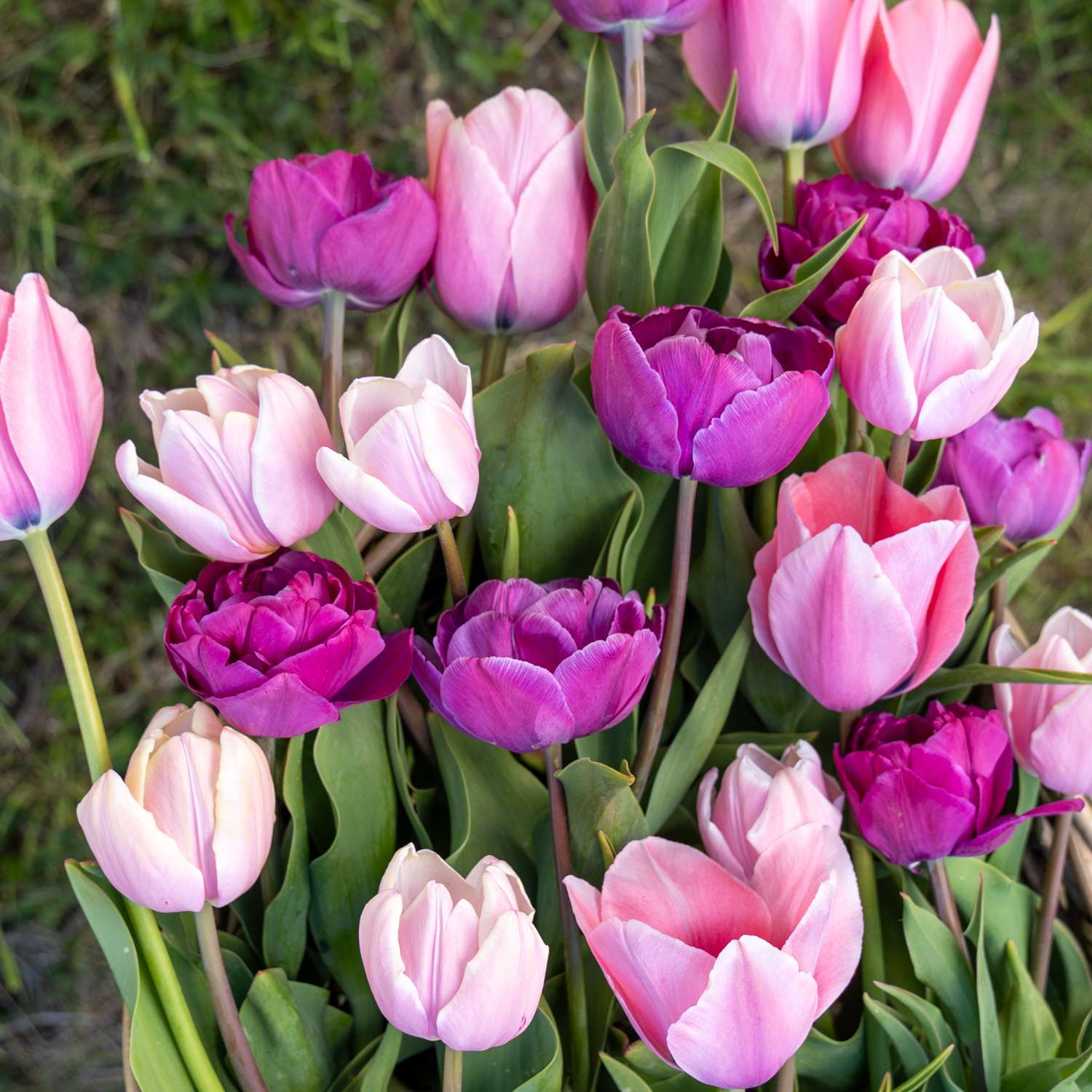 Tulpen-Mischung 'Berry Blush'